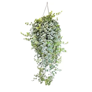 English Ivy Glacier Live Plant – 10 inch Hanging Basket – Variegated Indoor Houseplant - Image 2