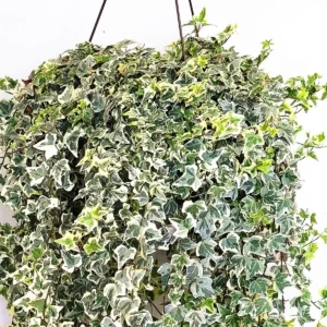 English Ivy Glacier Live Plant – 10 inch Hanging Basket – Variegated Indoor Houseplant - Image 3