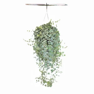 English Ivy Glacier Live Plant – 10 inch Hanging Basket – Variegated Indoor Houseplant - Image 1