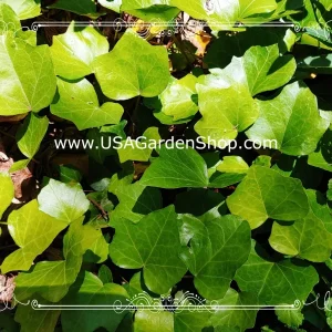 English Ivy Live Cuttings - 10 Hedera Helix Cuttings for Indoor & Outdoor - Image 10