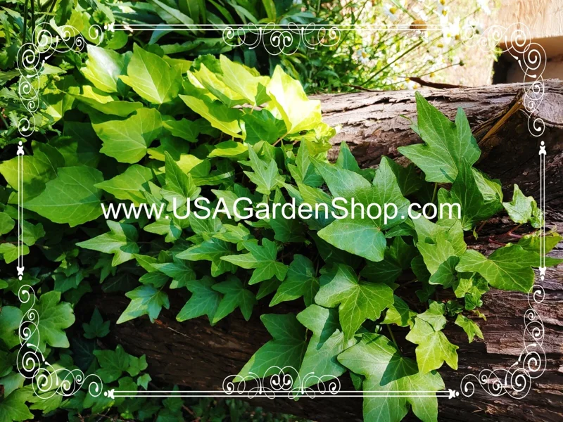 English Ivy Live Cuttings - 10 Hedera Helix Cuttings for Indoor & Outdoor - Image 12