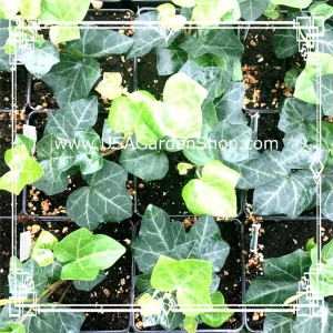 English Ivy Live Cuttings - 10 Hedera Helix Cuttings for Indoor & Outdoor - Image 4