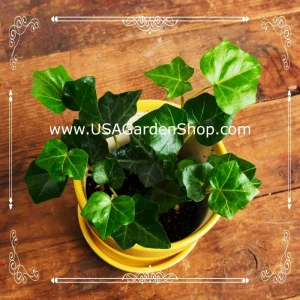 English Ivy Live Cuttings - 10 Hedera Helix Cuttings for Indoor & Outdoor - Image 6