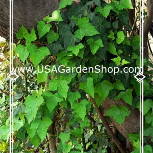 English Ivy Live Cuttings - 10 Hedera Helix Cuttings for Indoor & Outdoor - Image 7