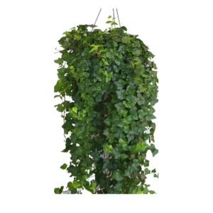 English Ivy Live Plant – 10 inch Hanging Basket – Indoor Trailing Houseplant - Image 2
