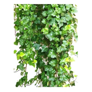 English Ivy Live Plant – 10 inch Hanging Basket – Indoor Trailing Houseplant - Image 3