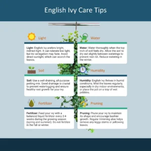 English Ivy Live Plant – 10 inch Hanging Basket – Indoor Trailing Houseplant - Image 5