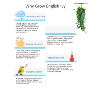 English Ivy Live Plant – 10 inch Hanging Basket – Indoor Trailing Houseplant - Image 6