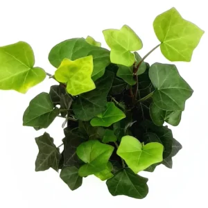 English Ivy Live Plant – 4 inch Pot – Hedera Helix – Indoor/Outdoor - Image 2