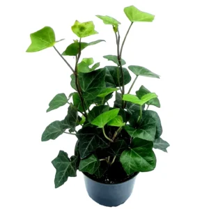 English Ivy Live Plant – 4 inch Pot – Hedera Helix – Indoor/Outdoor - Image 1