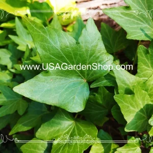 English Ivy Live Plant – Hedera Helix – Fast Grow Climbing Evergreen – 15 Cuttings – Indoor/Outdoor - Image 10