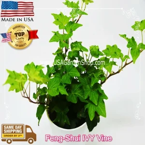 English Ivy Live Plant – Hedera Helix – Fast Grow Climbing Evergreen – 15 Cuttings – Indoor/Outdoor - Image 2