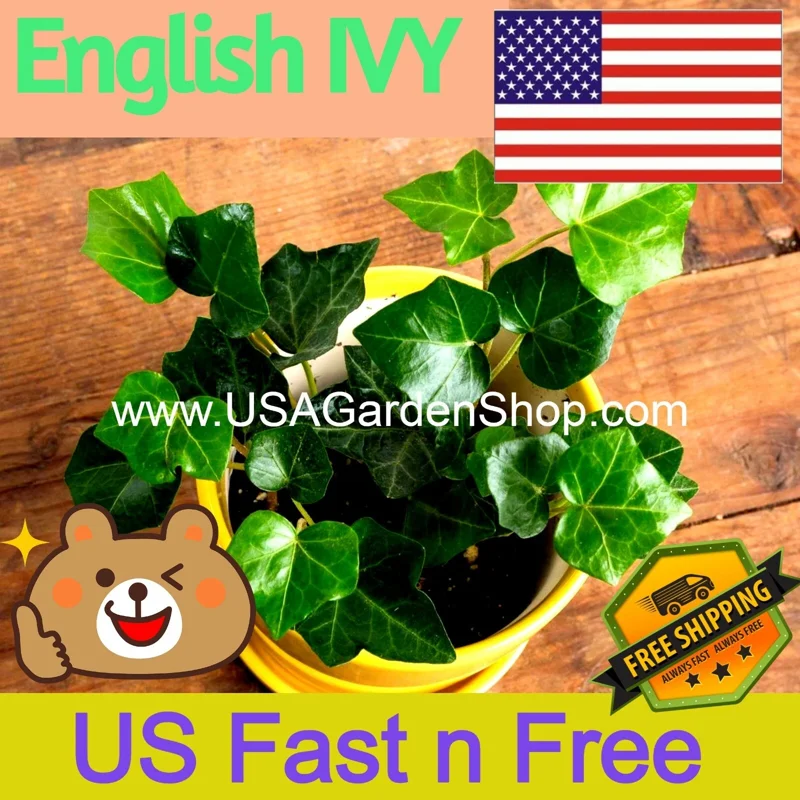 English Ivy Live Plant – Hedera Helix – Fast Grow Climbing Evergreen – 15 Cuttings – Indoor/Outdoor - Image 1