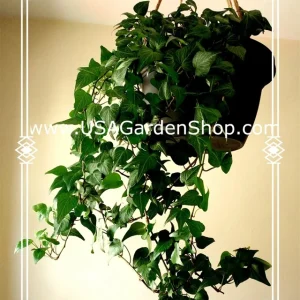 English Ivy Live Plant – Hedera Helix – Fast Grow Climbing Evergreen – 15 Cuttings – Indoor/Outdoor - Image 3