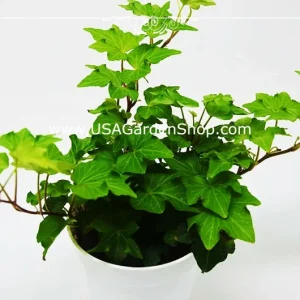 English Ivy Live Plant – Hedera Helix – Fast Grow Climbing Evergreen – 15 Cuttings – Indoor/Outdoor - Image 7