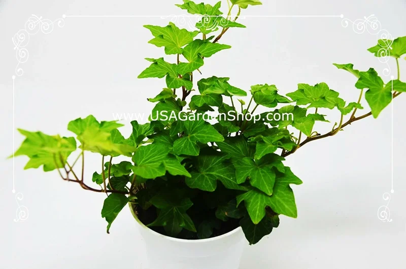 English Ivy Live Plant – Hedera Helix – Fast Grow Climbing Evergreen – 15 Cuttings – Indoor/Outdoor - Image 7