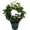 English Ivy Living Wreath Live Plant - Hedera with Hoop Trellis - 4" Pot - Indoor - Image 1