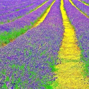English Lavender Seeds - 1200+ Heirloom Lavandula Herb Seeds - Perennial, Purple Flowers - Indoor & Outdoor Use - Image 2