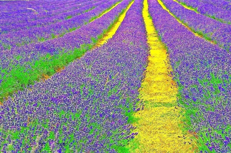 English Lavender Seeds - 1200+ Heirloom Lavandula Herb Seeds - Perennial, Purple Flowers - Indoor & Outdoor Use - Image 2