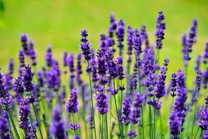 English Lavender Seeds - 1200+ Heirloom Lavandula Herb Seeds - Perennial, Purple Flowers - Indoor & Outdoor Use - Image 3