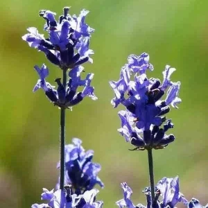 English Lavender Seeds - 1200+ Heirloom Lavandula Herb Seeds - Perennial, Purple Flowers - Indoor & Outdoor Use - Image 4
