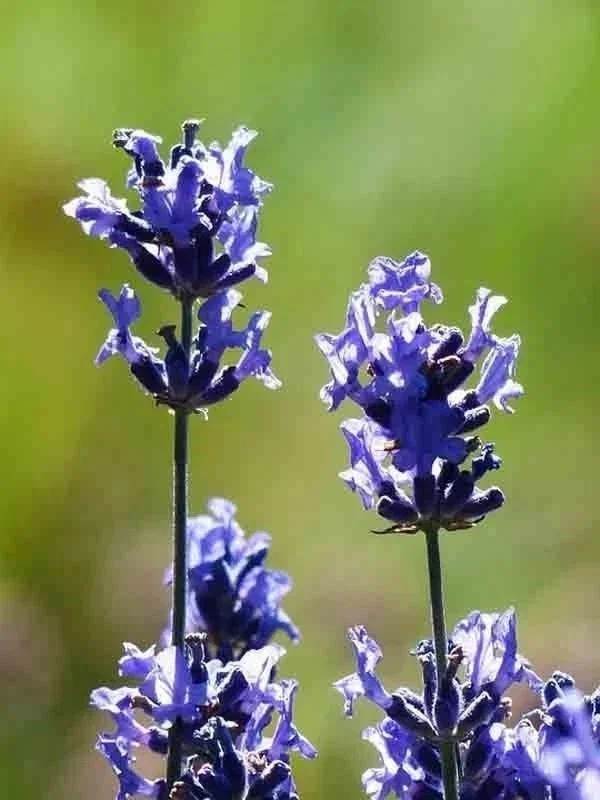 English Lavender Seeds - 1200+ Heirloom Lavandula Herb Seeds - Perennial, Purple Flowers - Indoor & Outdoor Use - Image 4