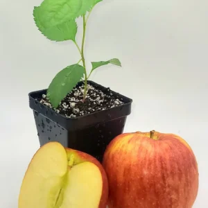 Envy Apple Tree Live Plant - 6-10 Inches Tall Sapling, Healthy - Image 4
