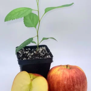 Envy Apple Tree Live Plant - 6-10 Inches Tall Sapling, Healthy - Image 5