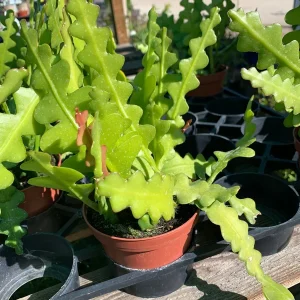 Epiphyllum Anguliger Zig Zag Cactus Live Plant – 3 inch Potted Houseplant - Image 1