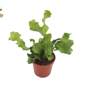 Epiphyllum Curly Sue Orchid Cactus Live Plant – 4 inch Pot – Indoor/Outdoor - Image 1