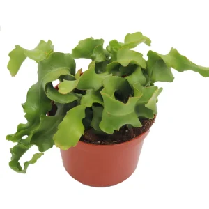 Epiphyllum Curly Sue Orchid Cactus Live Plant – 6 inch Pot – Indoor - Image 1