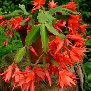 Epiphyllum Orchid Cactus Fresh Cutting Plant – 6-10 Inch – Cacti & Succulents - Image 10