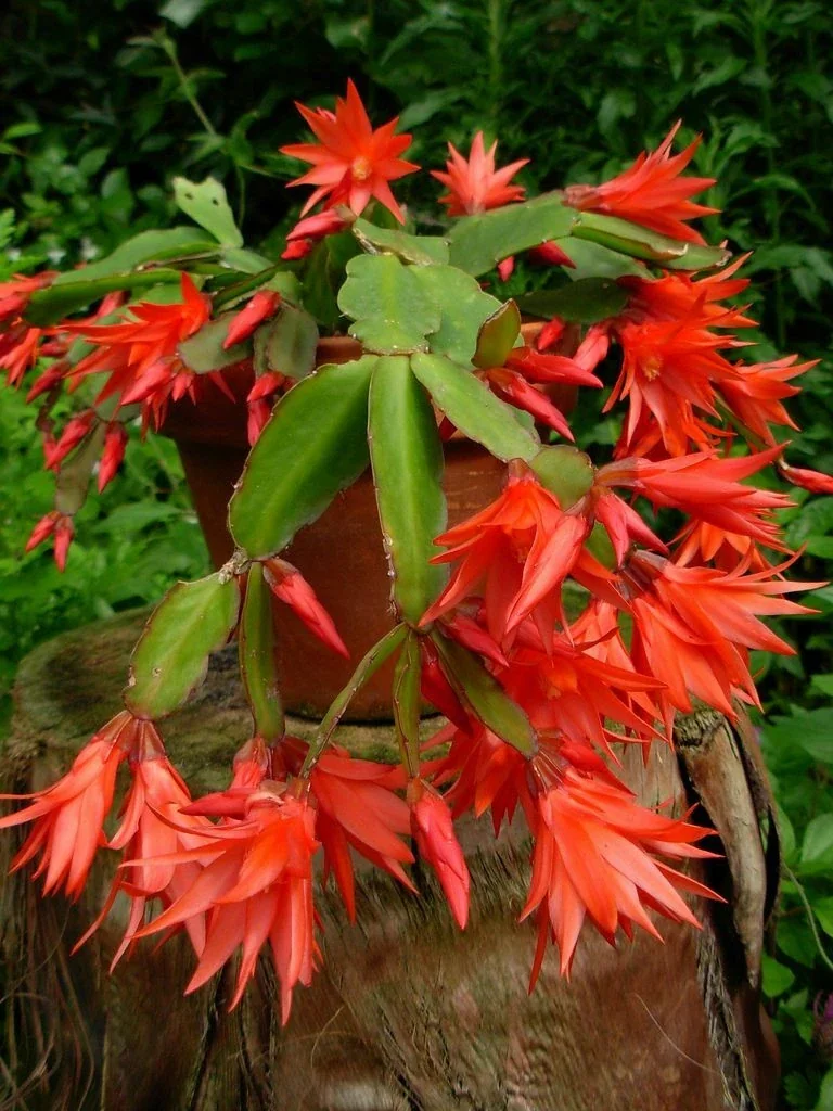 Epiphyllum Orchid Cactus Fresh Cutting Plant – 6-10 Inch – Cacti & Succulents - Image 10