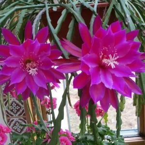 Epiphyllum Orchid Cactus Fresh Cutting Plant – 6-10 Inch – Cacti & Succulents - Image 11