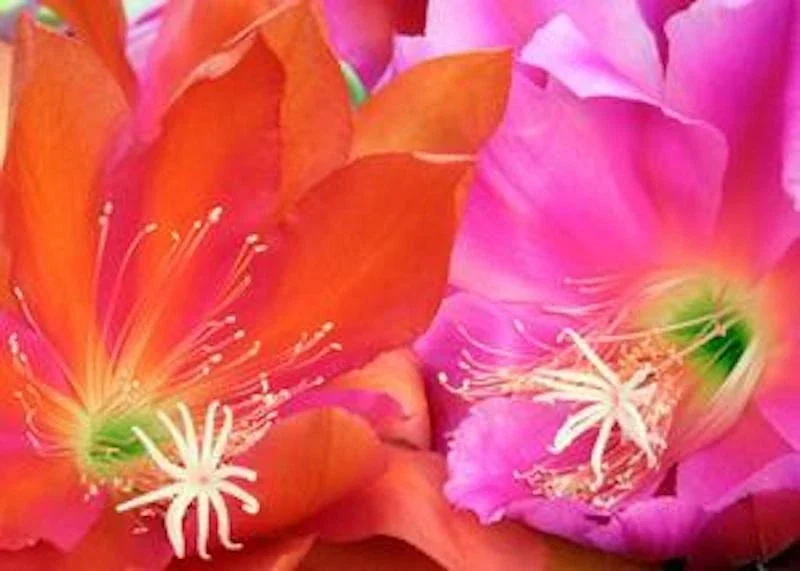 Epiphyllum Orchid Cactus Fresh Cutting Plant – 6-10 Inch – Cacti & Succulents - Image 12