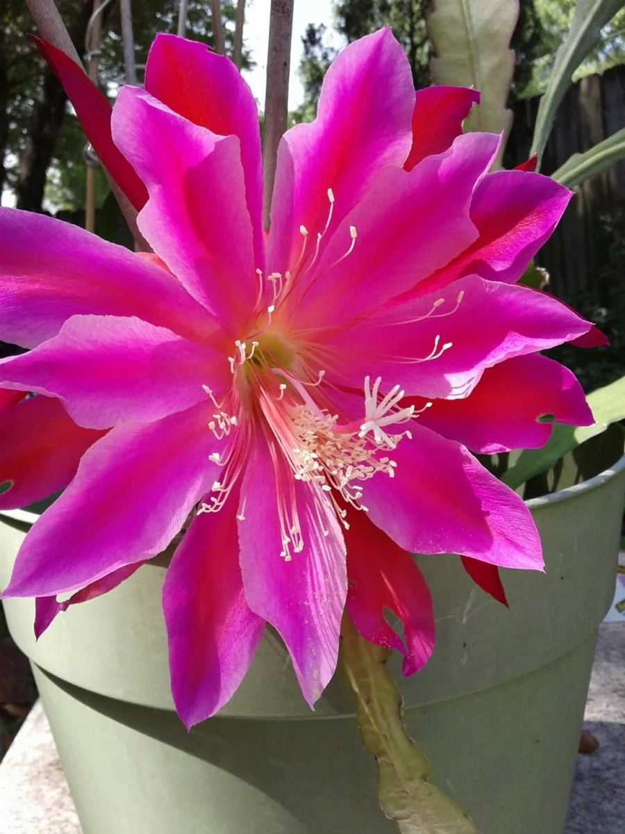 Epiphyllum Orchid Cactus Fresh Cutting Plant – 6-10 Inch – Cacti & Succulents - Image 13