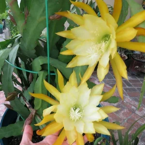 Epiphyllum Orchid Cactus Fresh Cutting Plant – 6-10 Inch – Cacti & Succulents - Image 14