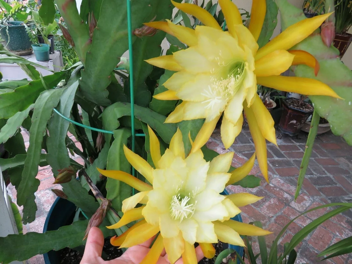 Epiphyllum Orchid Cactus Fresh Cutting Plant – 6-10 Inch – Cacti & Succulents - Image 14