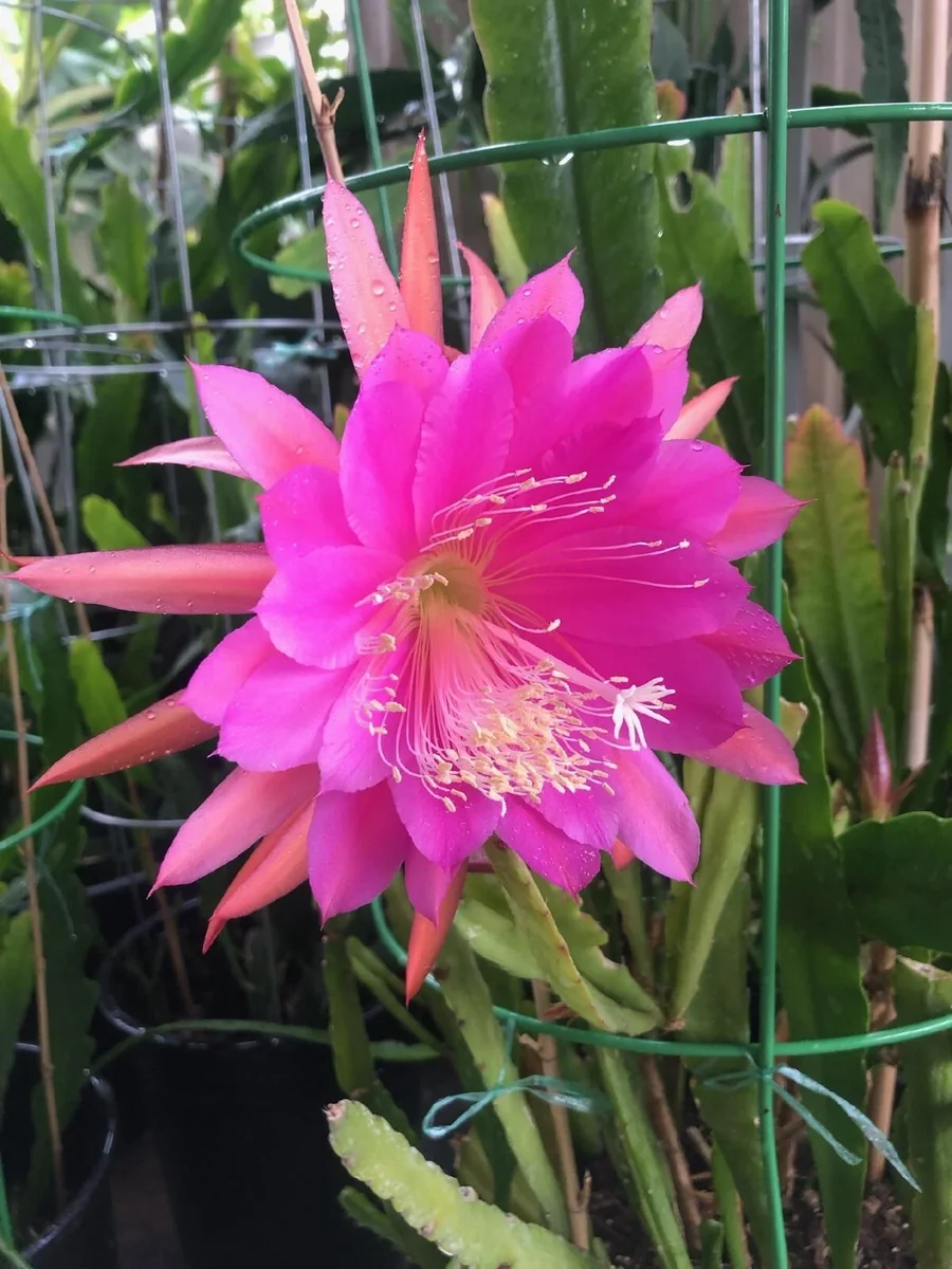 Epiphyllum Orchid Cactus Fresh Cutting Plant – 6-10 Inch – Cacti & Succulents - Image 20