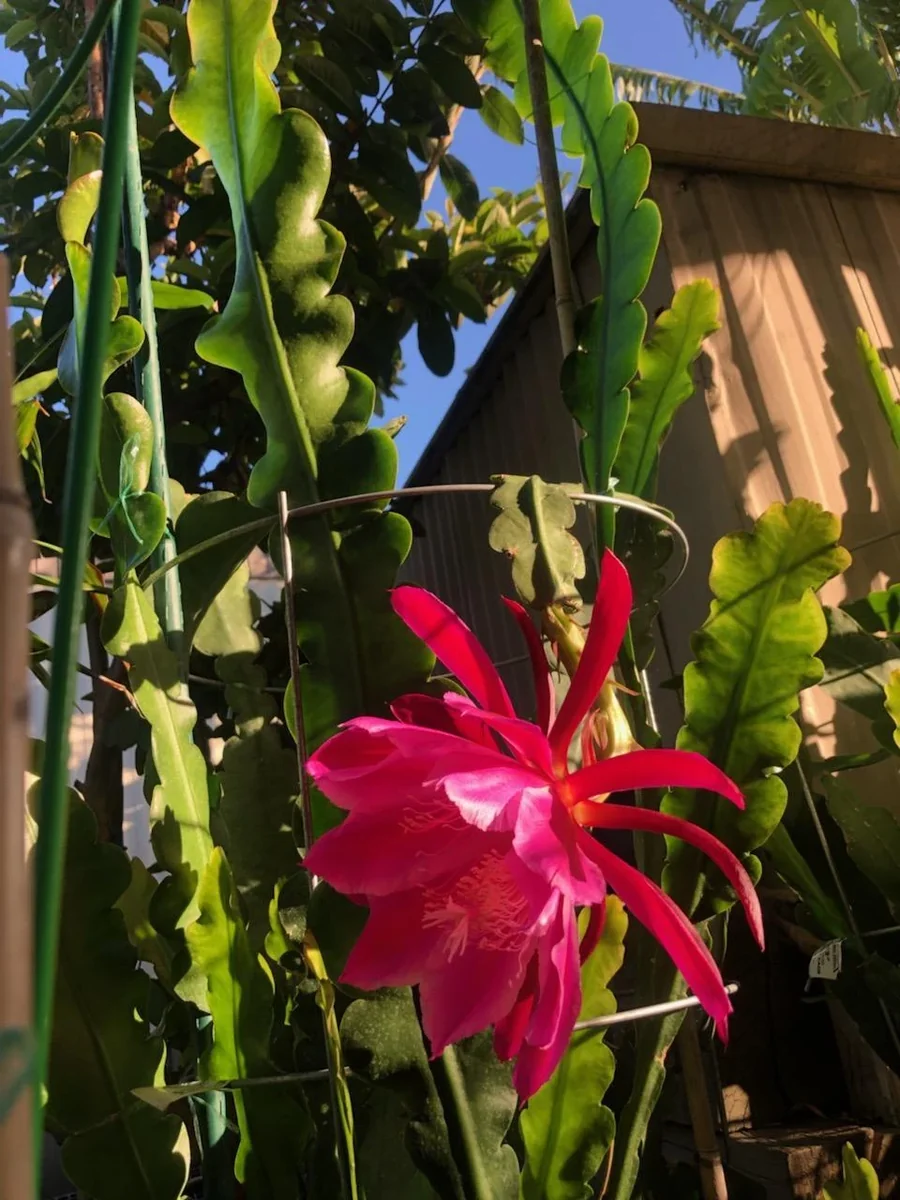 Epiphyllum Orchid Cactus Fresh Cutting Plant – 6-10 Inch – Cacti & Succulents - Image 21