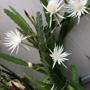 Epiphyllum Orchid Cactus Fresh Cutting Plant – 6-10 Inch – Cacti & Succulents - Image 22