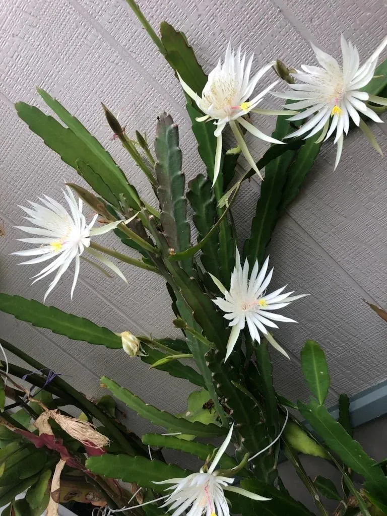 Epiphyllum Orchid Cactus Fresh Cutting Plant – 6-10 Inch – Cacti & Succulents - Image 22