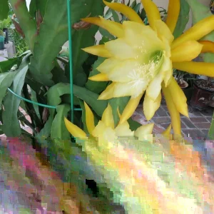 Epiphyllum Orchid Cactus Fresh Cutting Plant – 6-10 Inch – Cacti & Succulents - Image 3