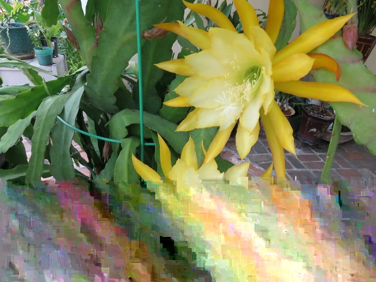 Epiphyllum Orchid Cactus Fresh Cutting Plant – 6-10 Inch – Cacti & Succulents - Image 3