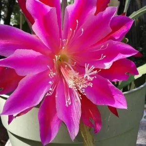Epiphyllum Orchid Cactus Fresh Cutting Plant – 6-10 Inch – Cacti & Succulents - Image 6