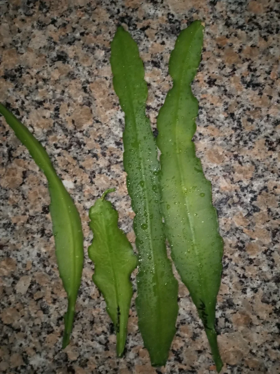 Epiphyllum Orchid Cactus Fresh Cutting Plant – 6-10 Inch – Cacti & Succulents - Image 7