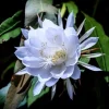 Epiphyllum oxypetalum Night Blooming Cactus Live Plant, Queen of the Night, 4 inch Pot - Image 1