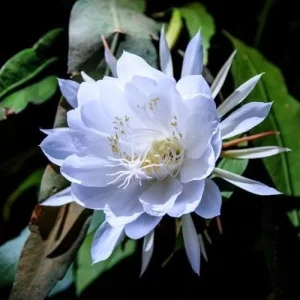 Epiphyllum oxypetalum Night Blooming Cactus Live Plant, Queen of the Night, 4 inch Pot - Image 1