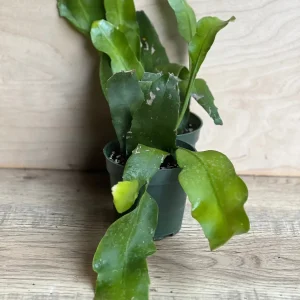 Epiphyllum oxypetalum Night Blooming Cactus Live Plant, Queen of the Night, 4 inch Pot - Image 4