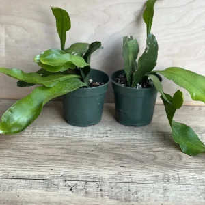 Epiphyllum oxypetalum Night Blooming Cactus Live Plant, Queen of the Night, 4 inch Pot - Image 5